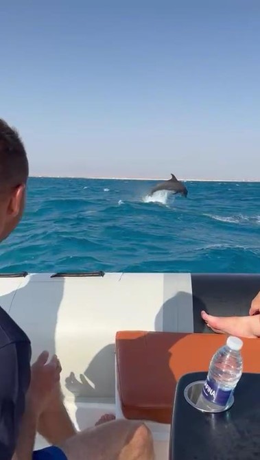 Search for dolphins with fast speedboat